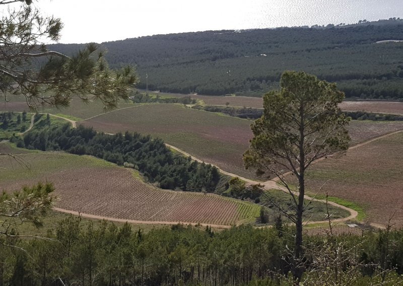 Lani dvije trećine vinara poslovalo s dobiti, zapošljavali 1050 ljudi