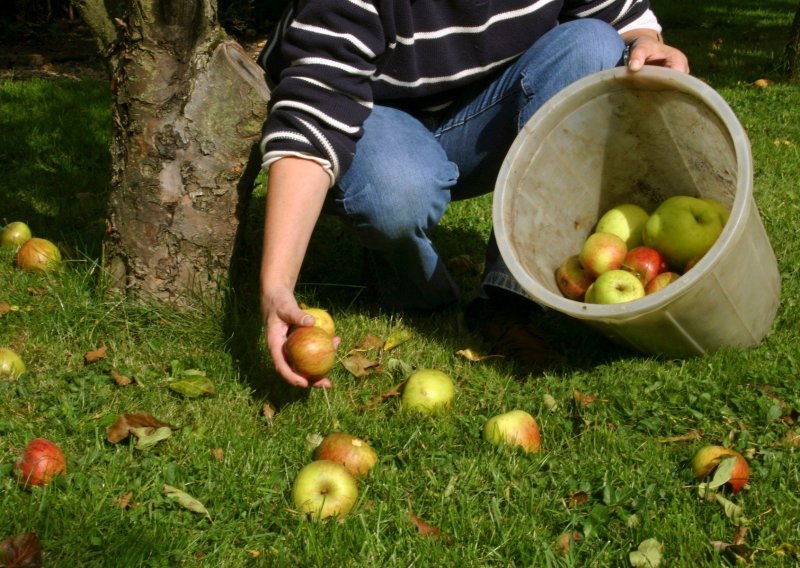 Europska komisija objavila iznose pomoći za program raspodjele voća, povrća i mlijeka u europskim školama