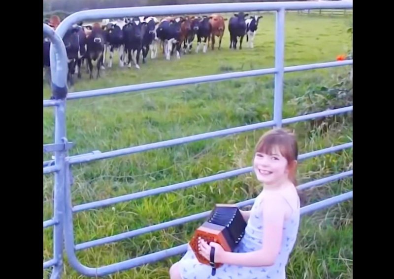 Djevojčica svira harmoniku stadu krava