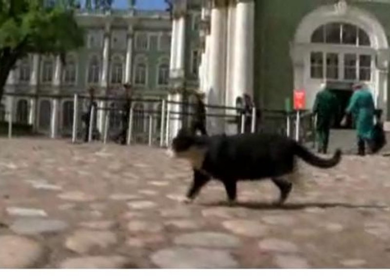 Slavni ruski muzej čuva 65 mačaka