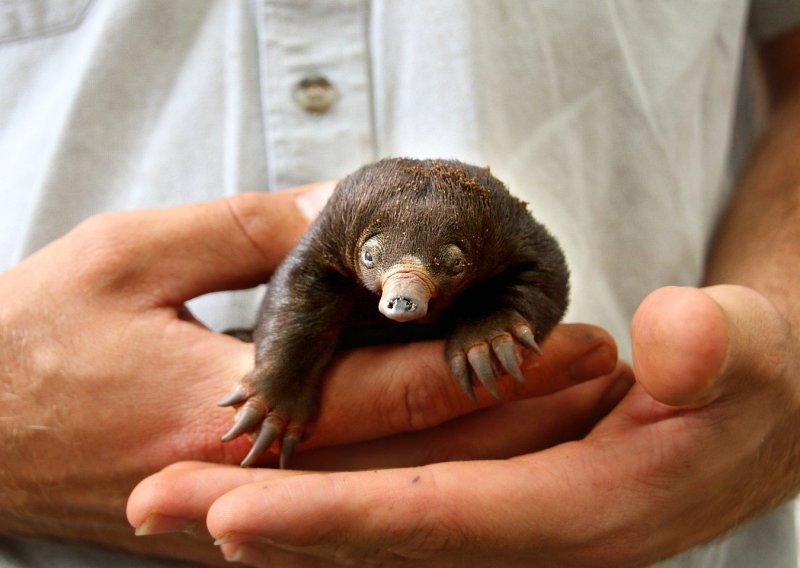 Bebe ježaca apsolutno su neodoljive