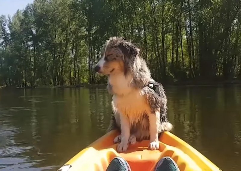 Slatkom psu toliko se spavalo da je gotovo pao sa čamca