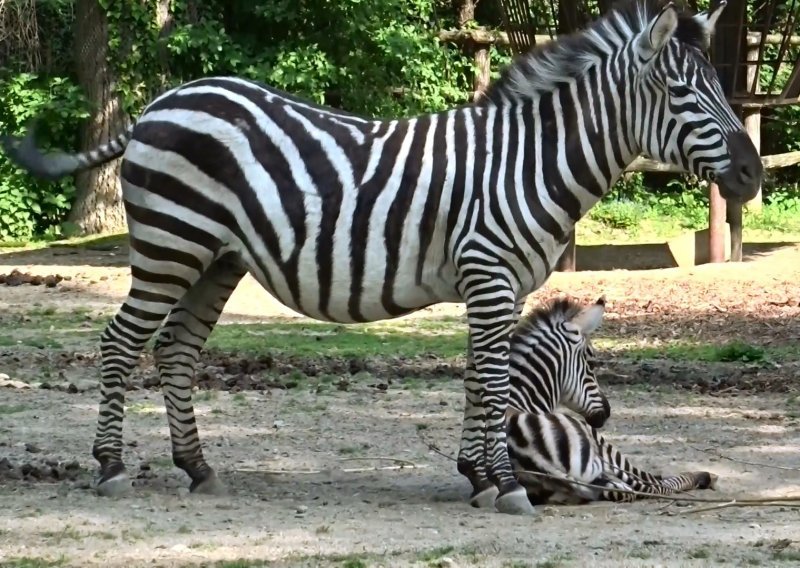 Jeste li već vidjeli mladunče zebre u Zagrebačkom ZOO-u? Rastopit ćete se!