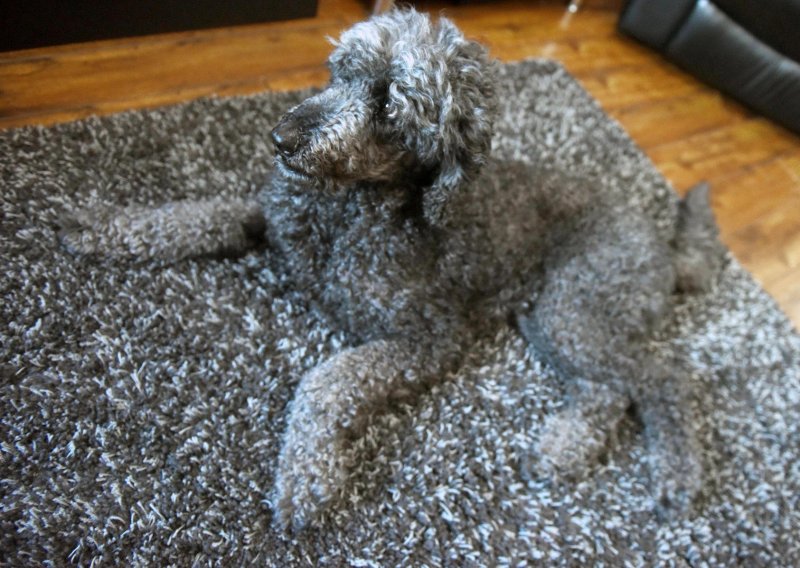 Ovaj čarobni tepih psa čini - nevidljivim