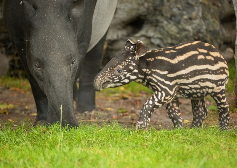 Pogledajte prekrasnu bebu malezijskog tapira