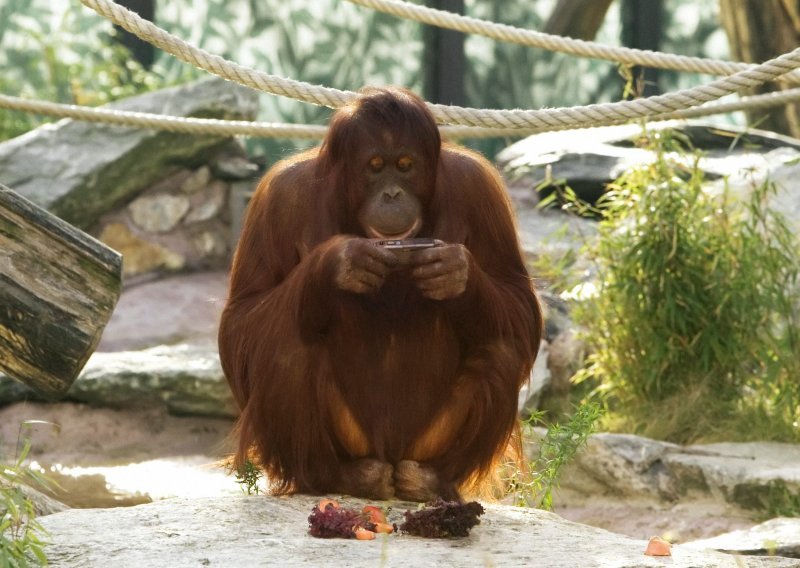 I čimpanze i orangutani pate od krize srednjih godina