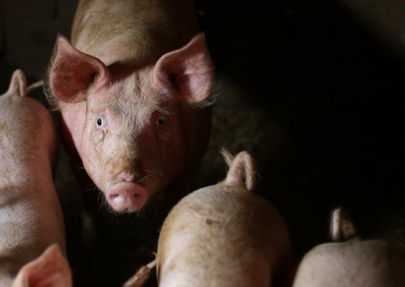 BiH zabranila uvoz svinja i mesa iz Srbije zbog afričke kuge