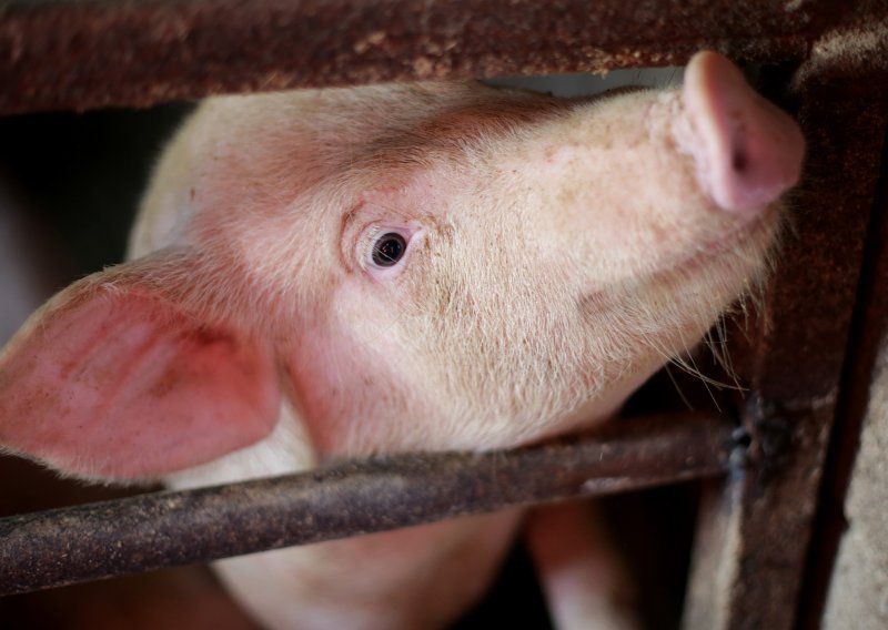 Bugarska se od svinjske gripe brani ogradom na granici s Rumunjskom