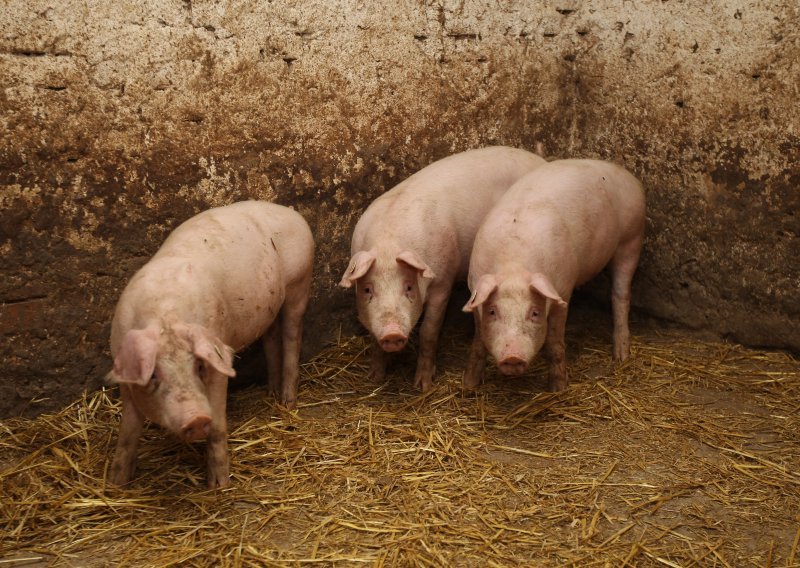 Afrička svinjska kuga potvrđena u Srbiji, Ministarstvo izdalo stroge upute