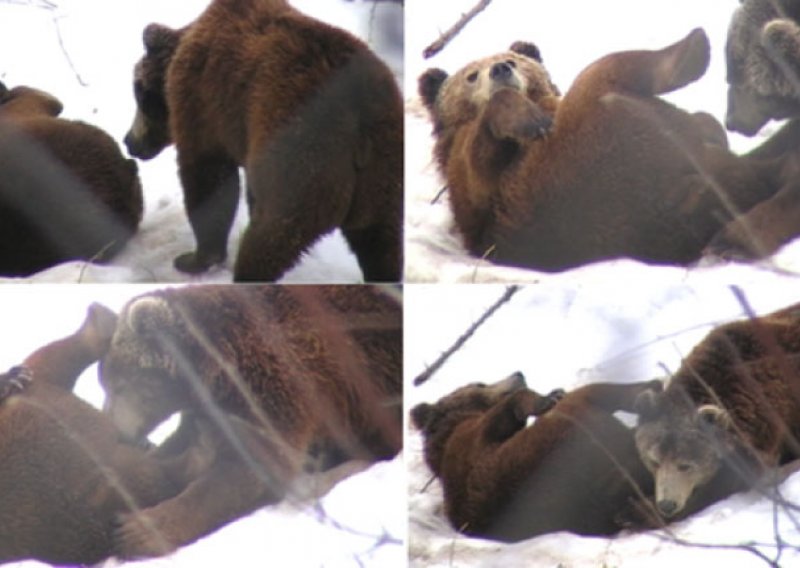 I lički medvjedi uživaju u oralnom seksu!