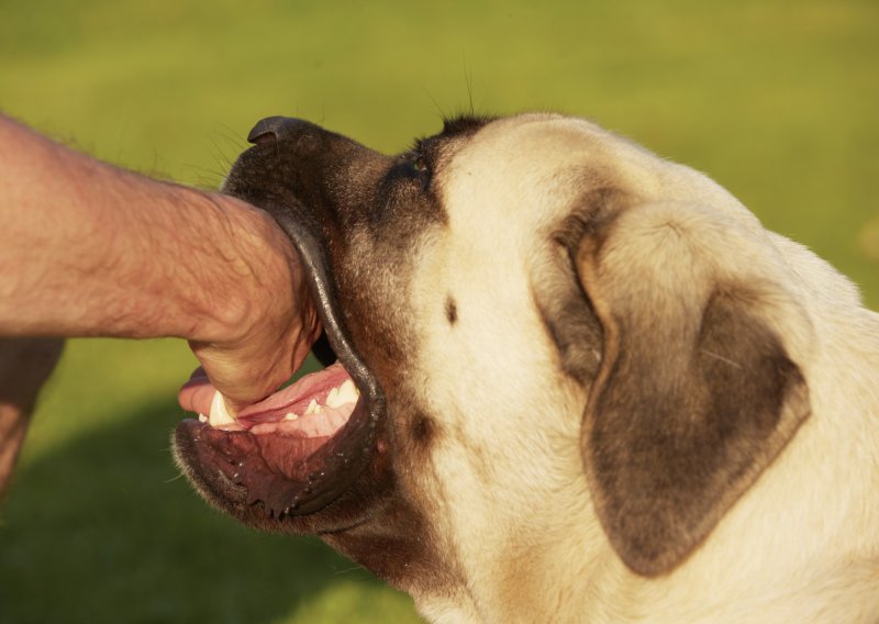 Kako naučiti psa da vas ne grize za prste?