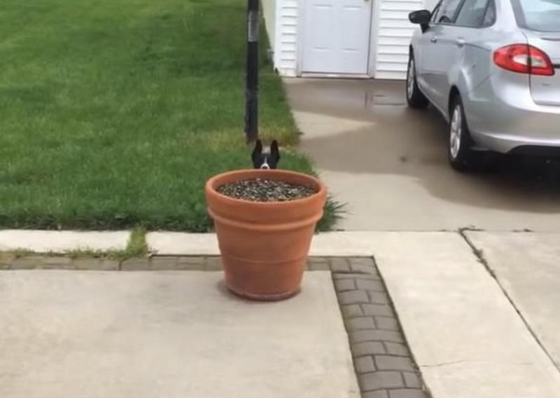Pametni pas skriva se od vlasnika kad ga zove kući