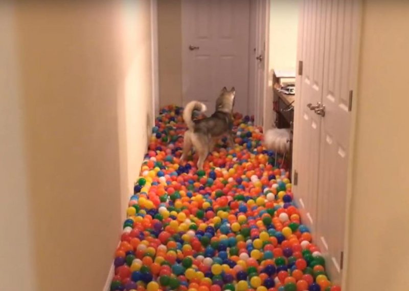 Vlasnik iznenadio svog psa s 5.400 loptica