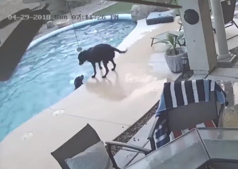 Pas uskočio u bazen da pomogne frendu