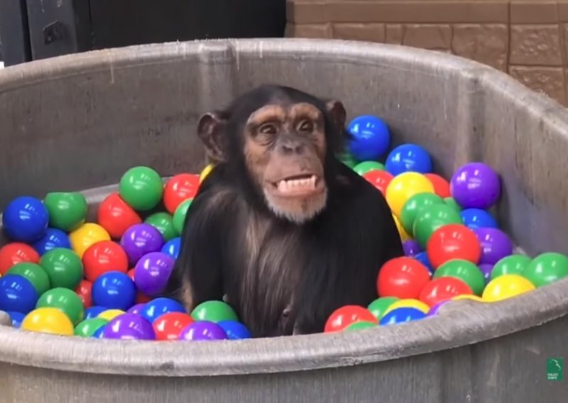 Kada puna šarenih loptica izbezumila čimpanze