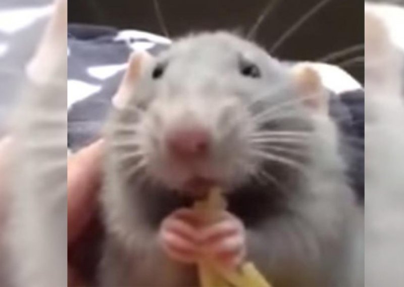 Čak i štakori mogu biti slatki