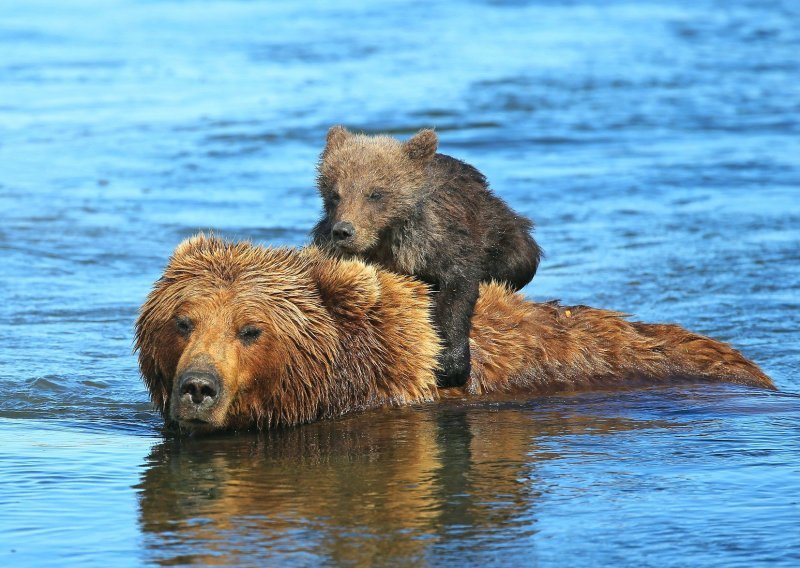 Lijepom medvjediću baš se ne da plivati, pa se primio za mamu