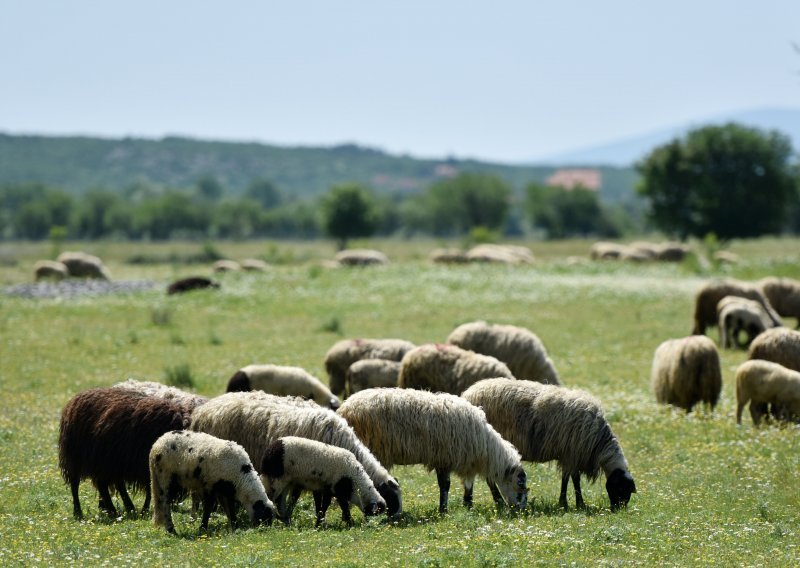 Rumunjska prevozi ovce po ljetnim vrućinama i prkosi EU-u