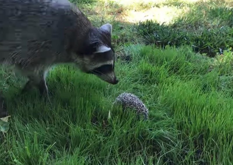 Danas nećete pogledati ništa slađe od sasvim slučajnog susreta rakuna i ježa