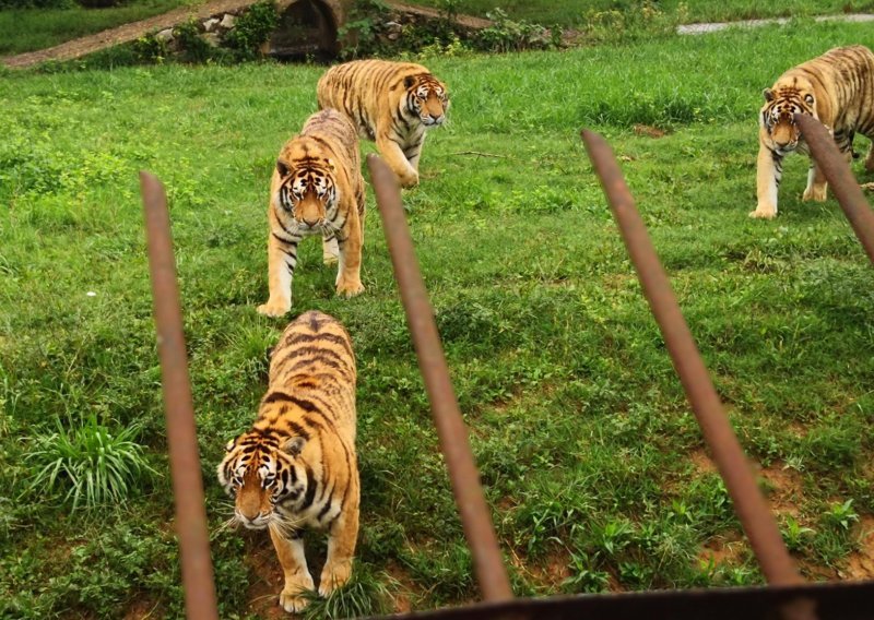 Iz njemačkog zoološkog vrta pobjegli tigrovi, lavovi, jaguar i medvjed, građani u strahu ostali u svojim domovima