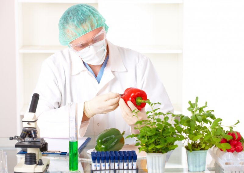 'GMO usjevi u Hrvatskoj su ilegalni i imaju status opojnih droga'