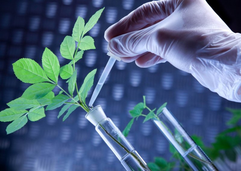 Brojke otkrivaju: Postoji li veza GMO-a i raka?