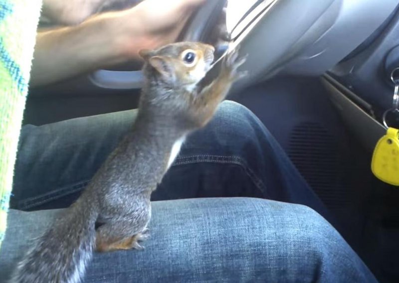 Vjeverica nema povjerenja u svog vozača