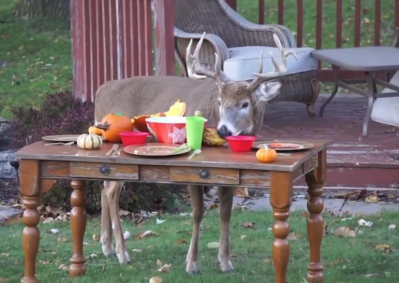 Čak i životinje vole piknike