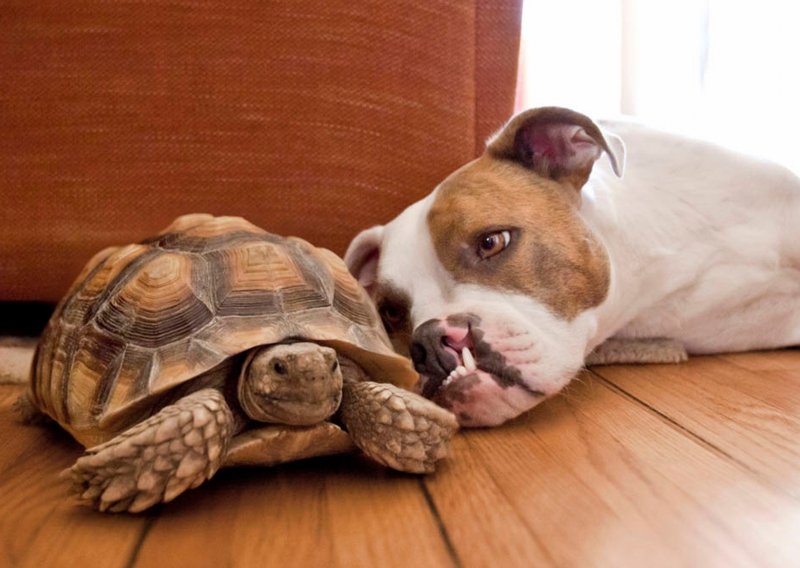 Pas i kornjača su najbolji prijatelji – i internetski hit!