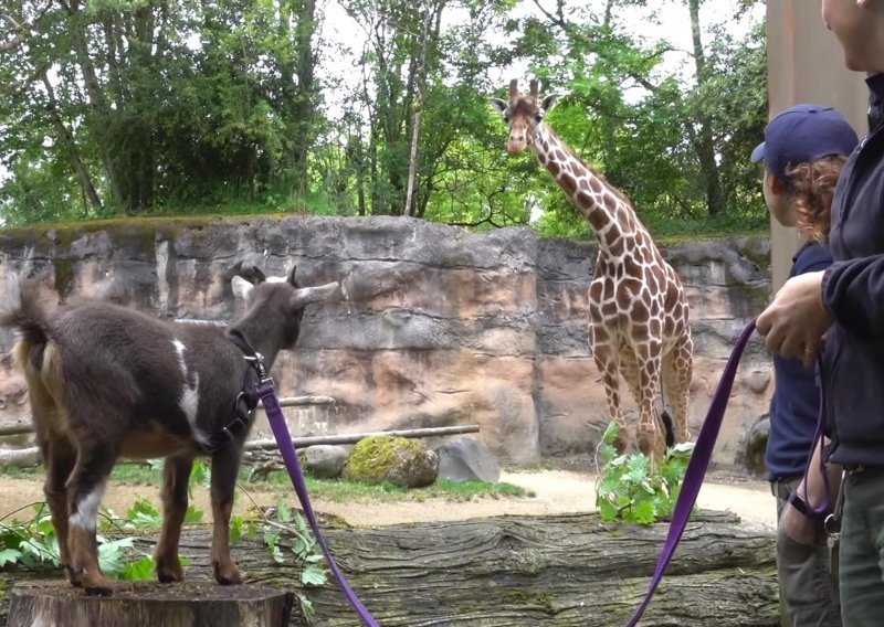 Slatke koze upoznale žirafe