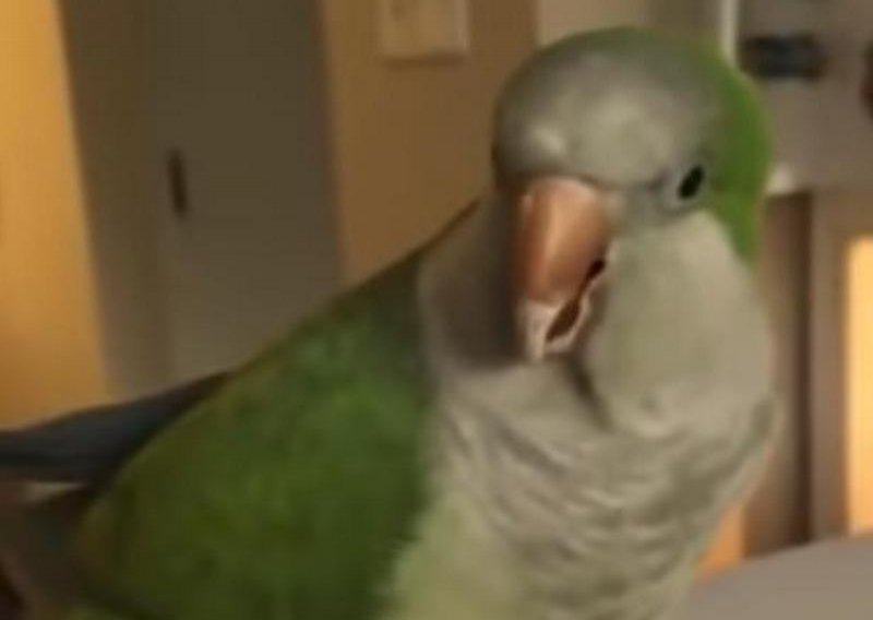 Neodoljivi papagaj zapjevao sa svojom vlasnicom