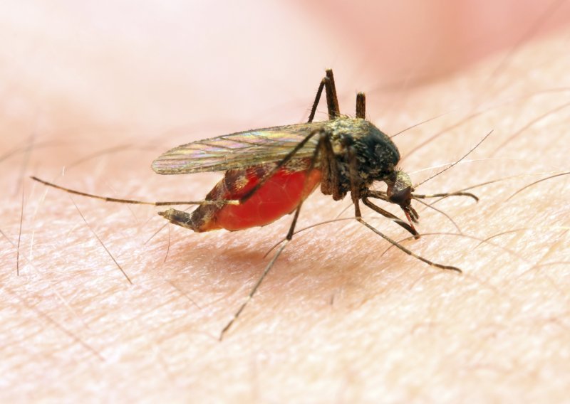 Najveće zablude o komarcima i bolestima koje prenose
