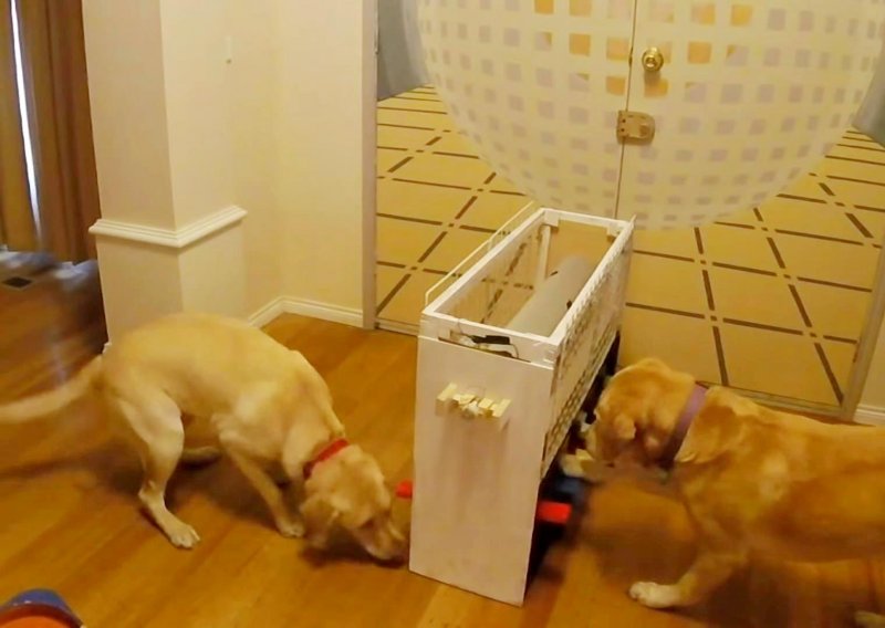 Vlasnik svojim aktivnim psima izmislio savršenu igračku
