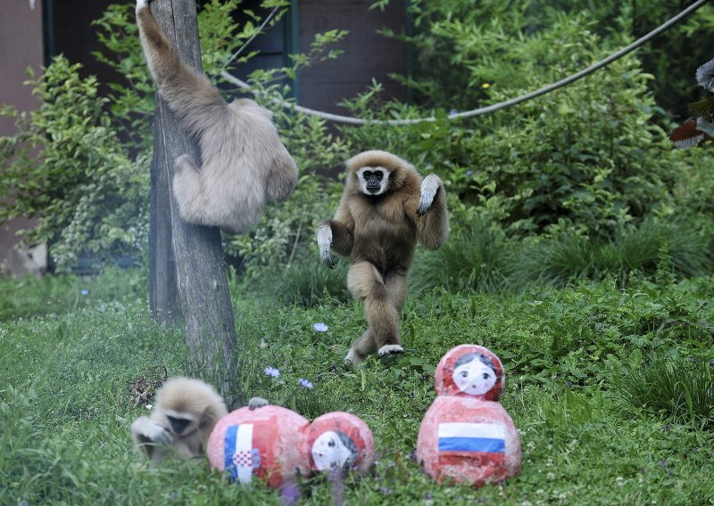 Dosad nepogrješivi gibon iz zagrebačkog ZOO-a ovog puta tipuje na - Rusiju