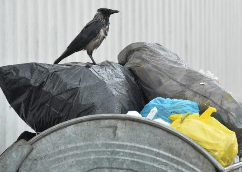 Vrane napadaju - kako živjeti s pernatim genijalcima?