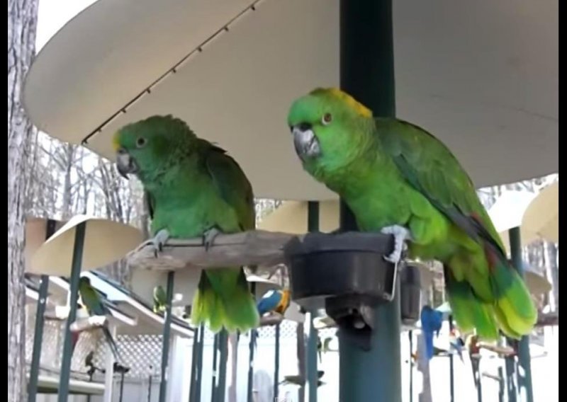 Ove papige zvuče kao stari bračni par