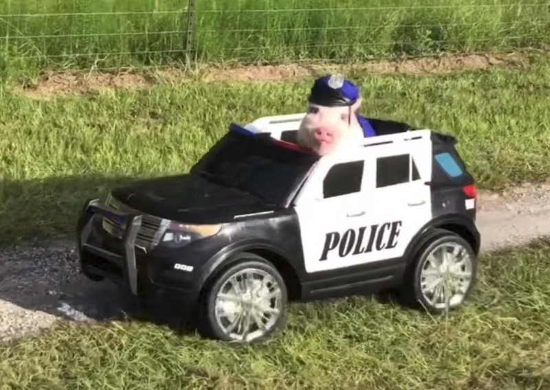 Ova vozačica misli da su policajci svinje