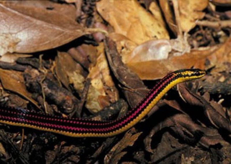 Hrvatski biolog pronašao novu vrstu zmije