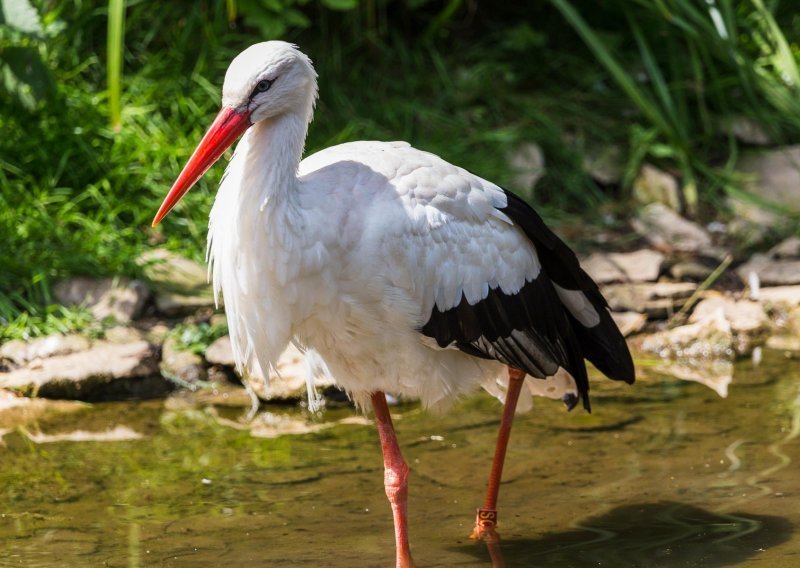 Zračnom puškom gađao strogo zaštićenu bijelu rodu; nepoznatom 'lovcu' slijedi kaznena prijava