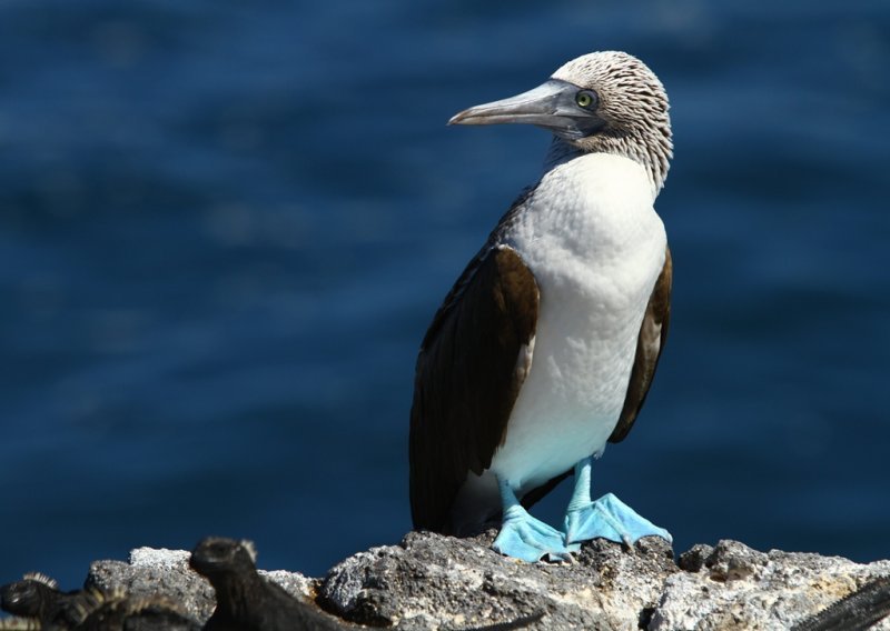 Galapagos – otočje koje je promijenilo svijet