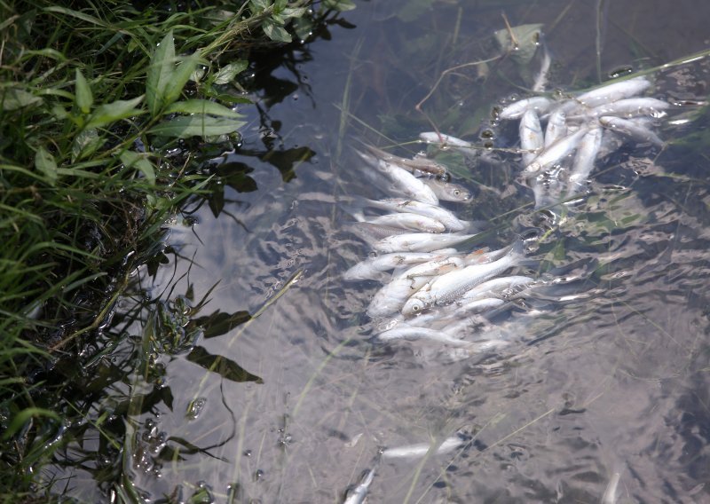 Mutnim potokom Kustošakom plutaju uginule ribe
