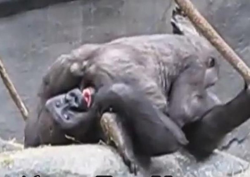Besramne gorile uživale u pozi 69 pred posjetiteljima ZOO-a