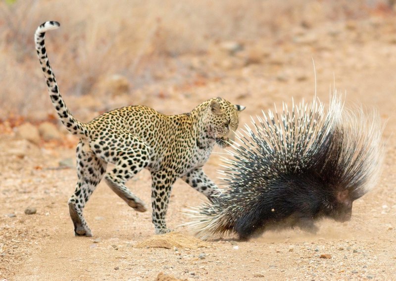 Leopard naučio zašto dikobraz nije dobar obrok