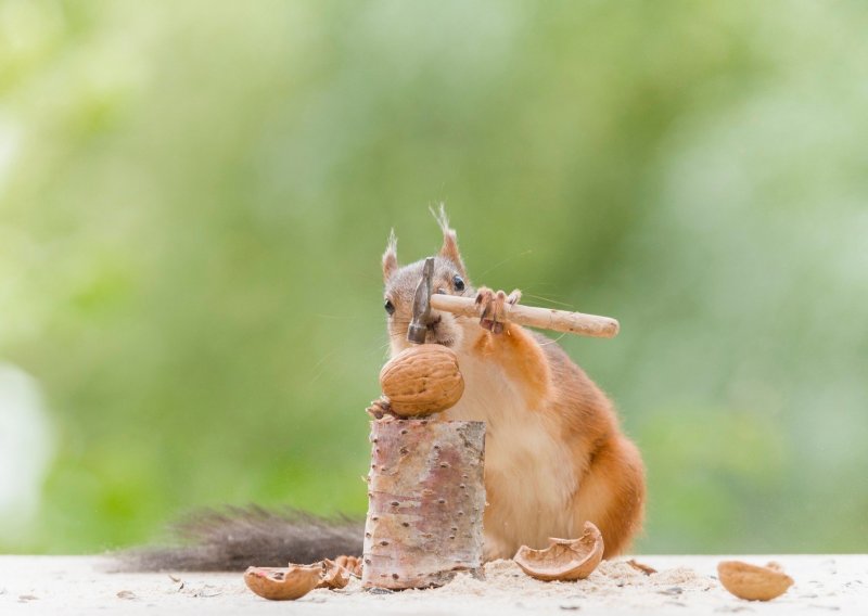 Nikad niste vidjeli nešto slađe od vjeverica koje otvaraju orahe