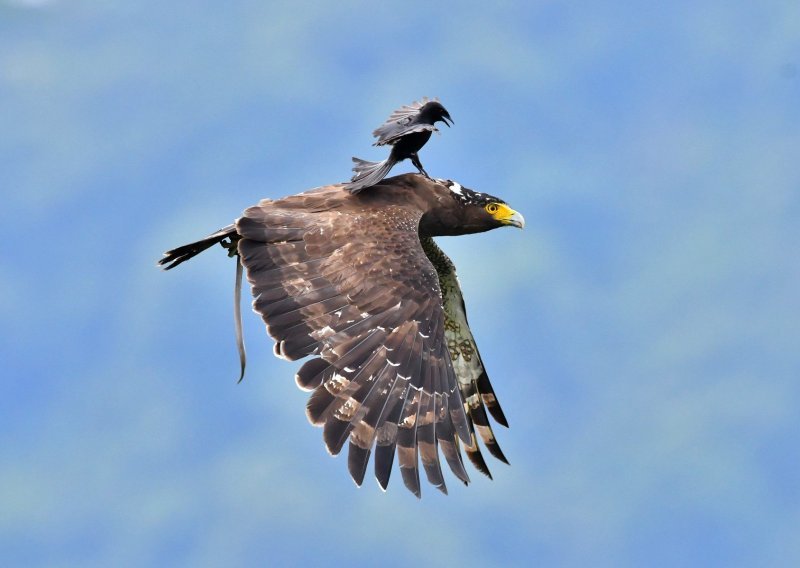 Šašava ptica sletjela na orla u pokretu