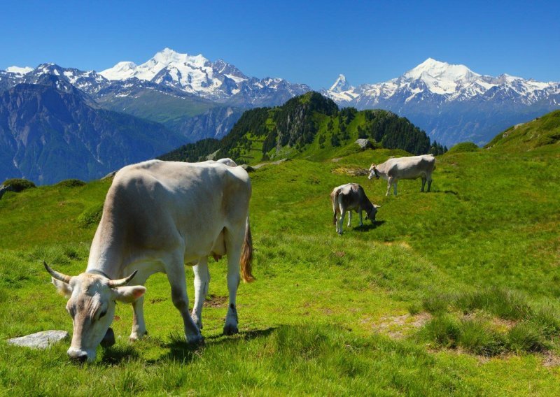 Zbog ekstremnih suša helikopteri švicarske vojske prebacuju vodu žednim kravama na pašnjacima
