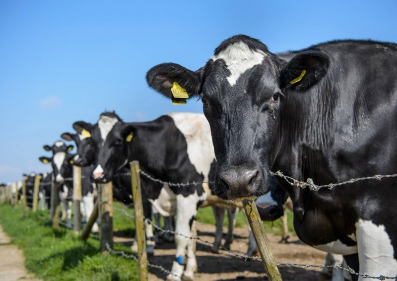 Ako EU želi ostvariti klimatsku neutralnost do 2050., proizvodnja govedine svakako će se naći na meniju