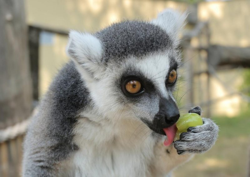 Stanovnici Zagrebačkog ZOO-a dobili tuširanje i sladoled