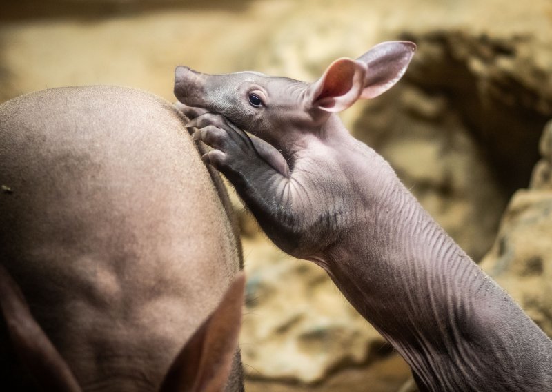 Danas nećete vidjeti ništa slađe od bebe mravojeda