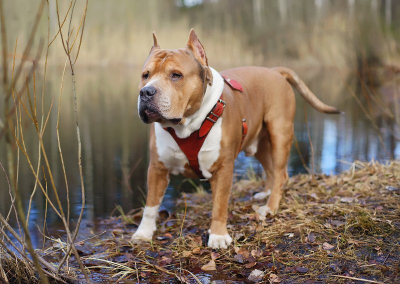 Zašto bi pit bull mogao biti pravi pas za vas?